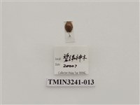 藏品(梵文菌瓢蟲)的圖片